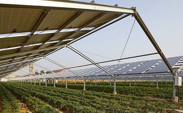Com projeto inovador, produtores rurais poderão cultivar junto de usinas solares